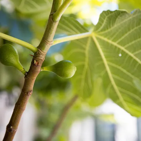 Hotel Haus Hillesheim